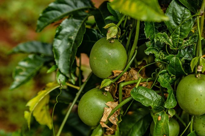 Maracuja: une faille dans la chaîne de valeur