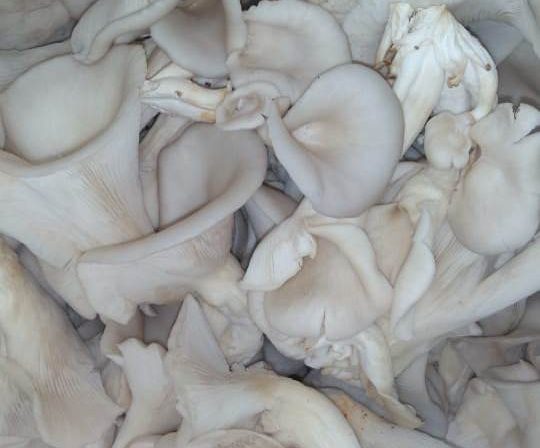 COPAD : La myciculture pour une bonne alimentation