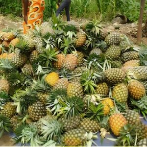 Ananas