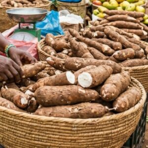 Manioc